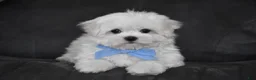 Maltese dogs for sale: Teddy - Ad 9