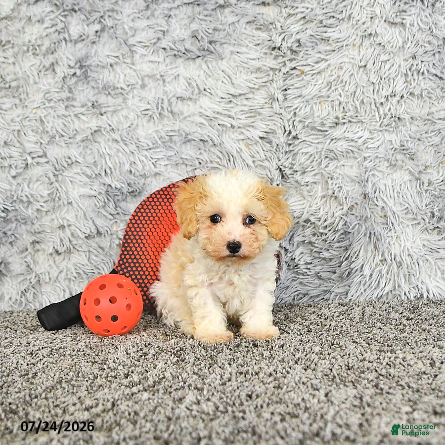 Toy Poodle dogs Benson   EXTRA SMALL - Ad 1