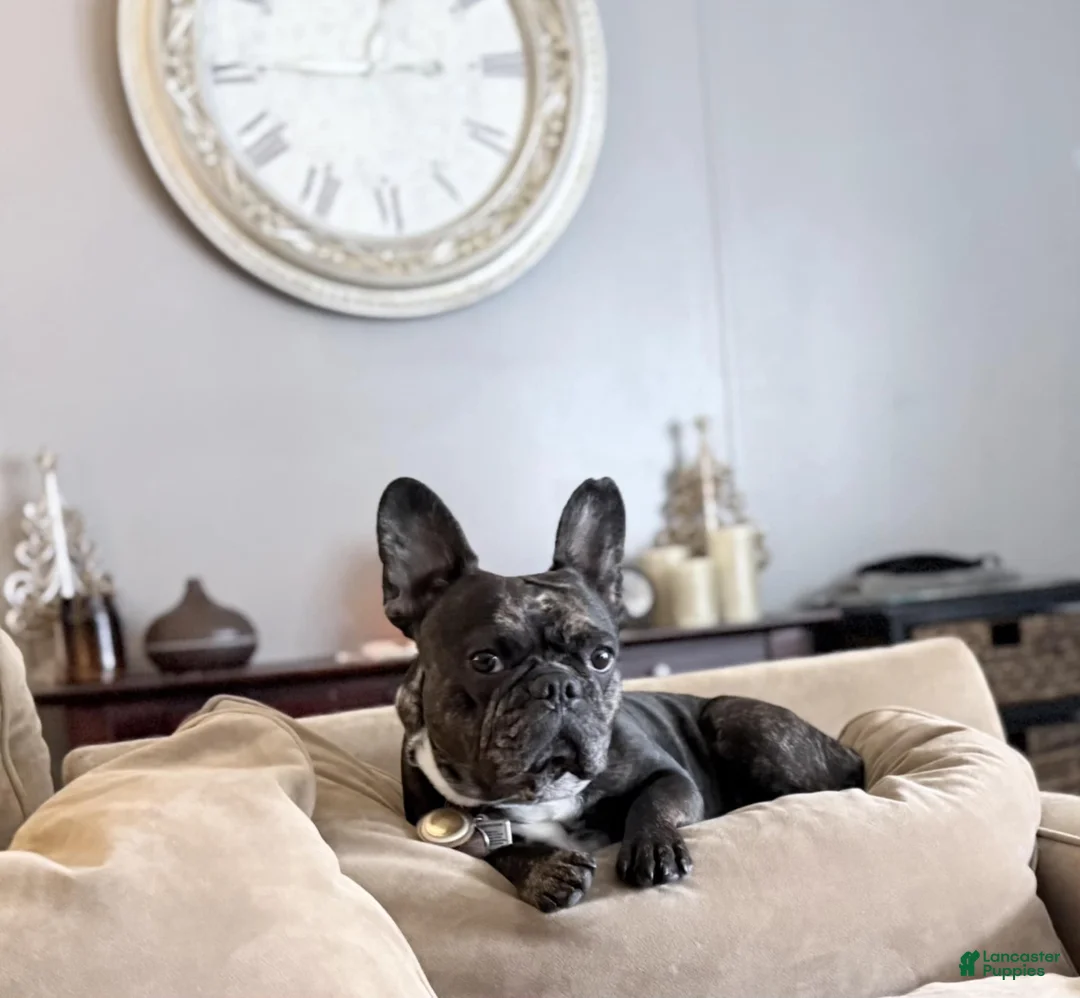 French Bulldog dogs for sale: Fawn French Bulldog Puppy 1 - Ad 2