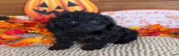 Cockapoo dogs for sale: Bonnie - Ad 2