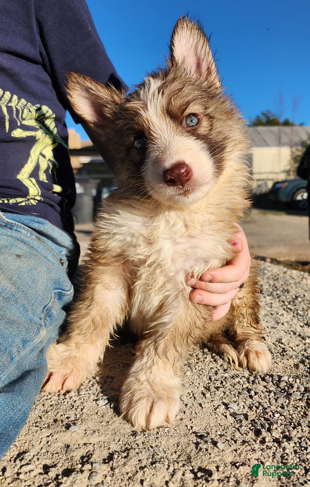 German Shepherd dogs for sale: German Shepherd 2 - Ad 2