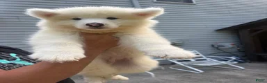 Samoyed 1