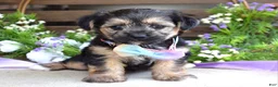 Morkie dogs for sale: Fiona  - Ad 1