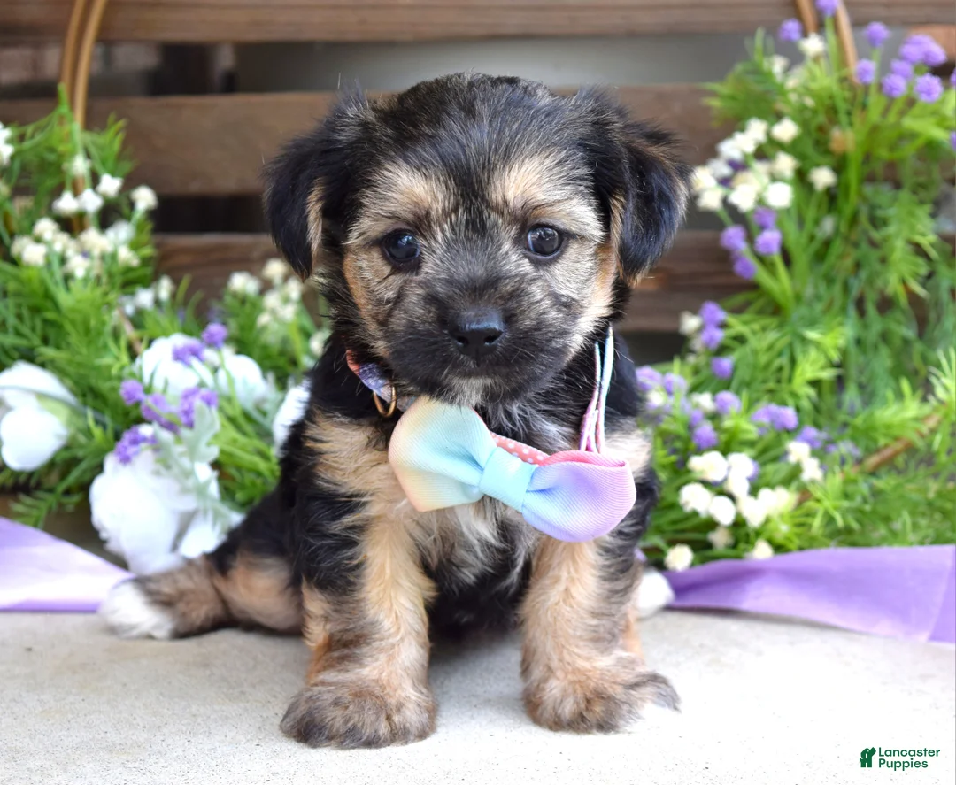 Morkie dogs for sale: Fiona  - Ad 1