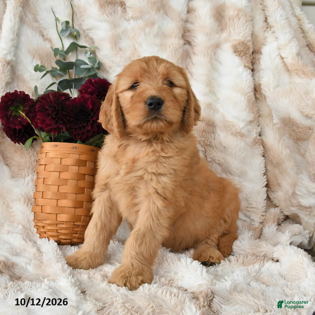 Goldendoodle dogs for sale: Harper - Ad 3