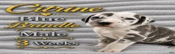 Great Dane dogs for sale: Citrine - Ad 7