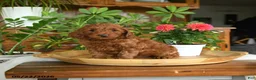Mini Goldendoodle dogs for sale: Adam - Ad 4