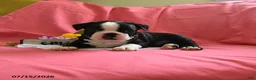 Boston Terrier dogs for sale: Wilber - Ad 5