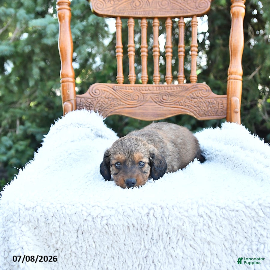 Miniature Dachshund dogs Cooper - Ad 2