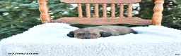 Miniature Dachshund dogs for sale: Cooper - Ad 2