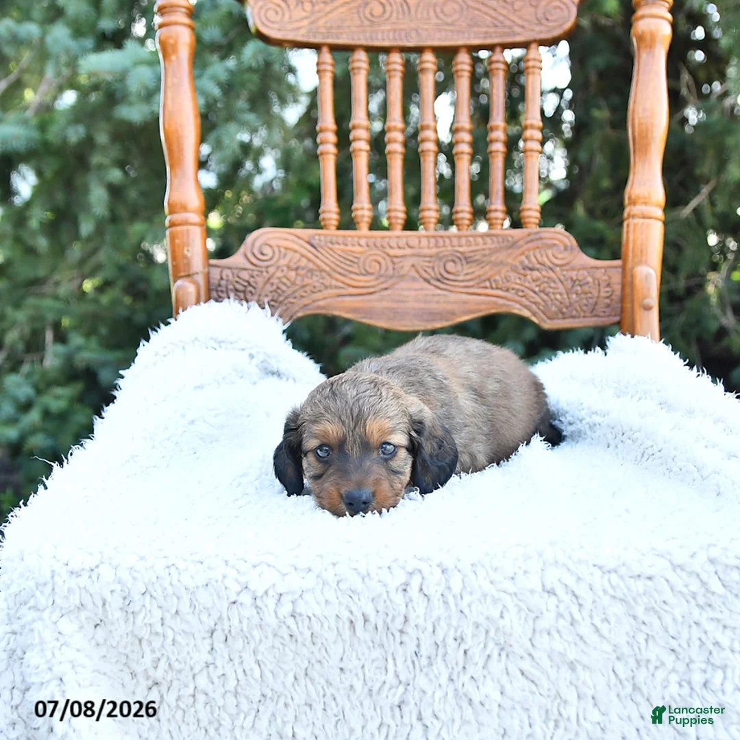 Miniature Dachshund dogs for sale: Cooper - Ad 2