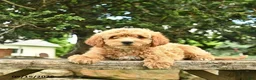 Goldendoodle dogs for sale: Molly - Ad 3