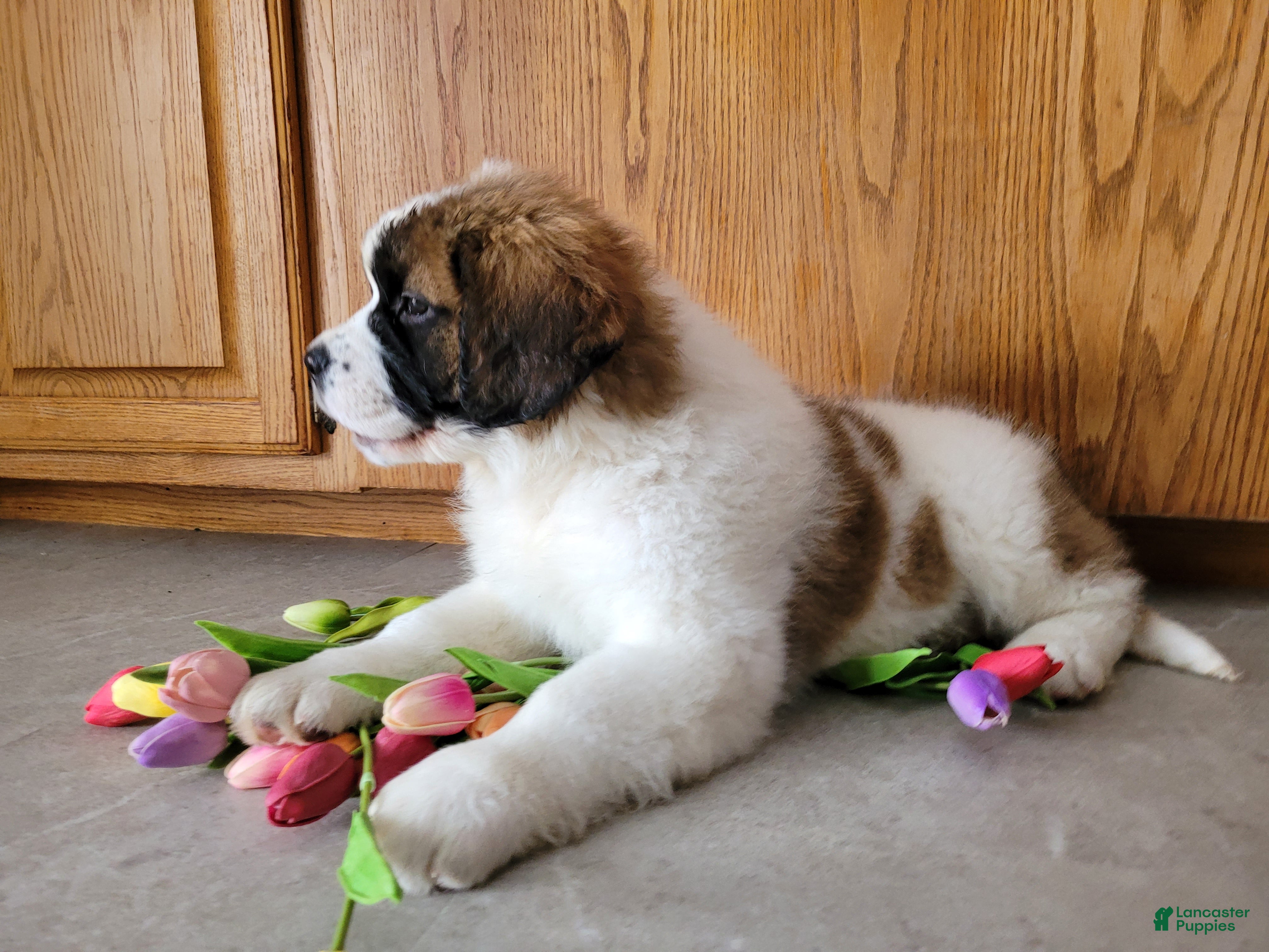 Saint Bernard dogs Willow - Ad 1