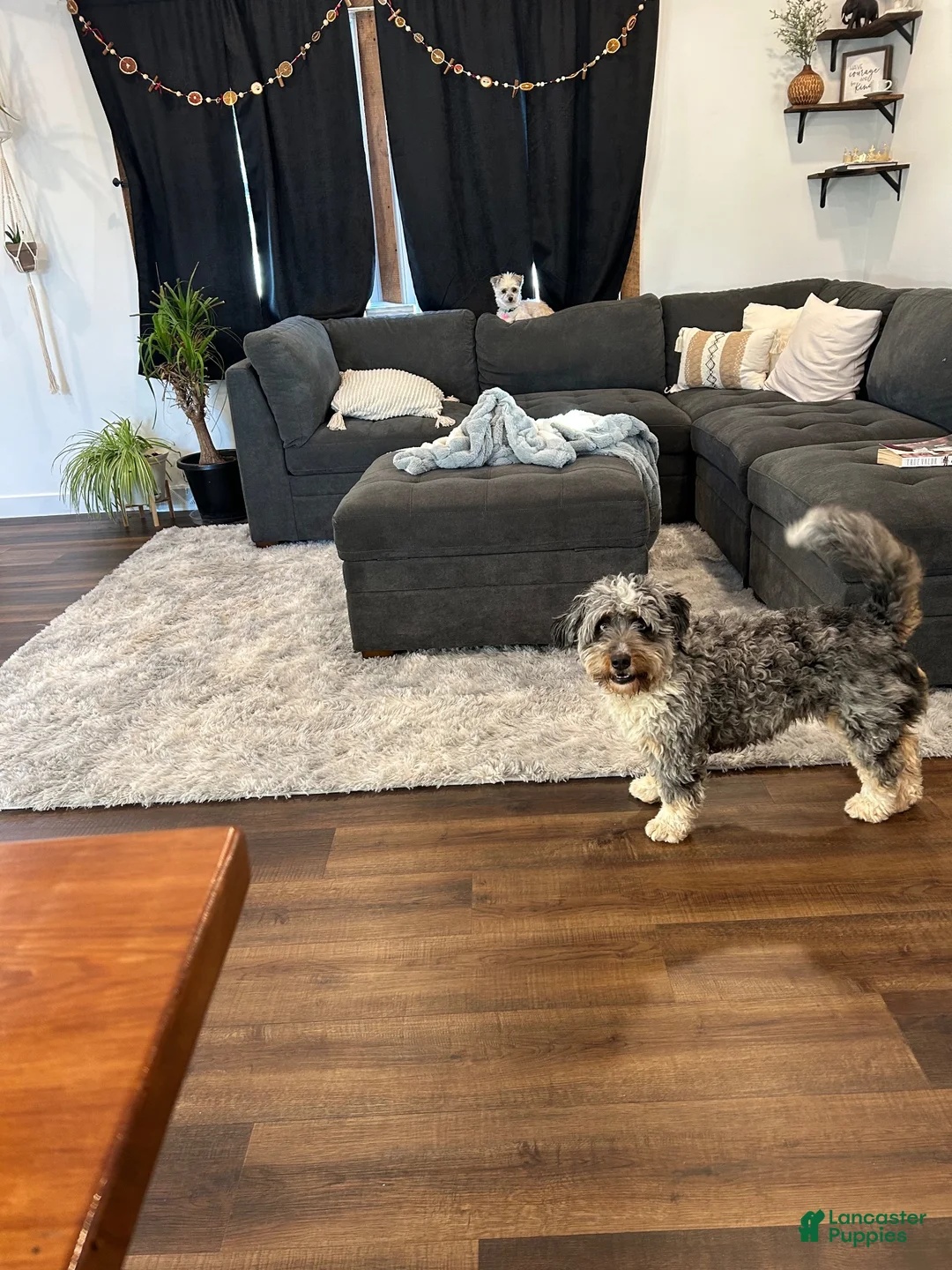 Mini Bernedoodle dogs for sale: Poppy  - Ad 6