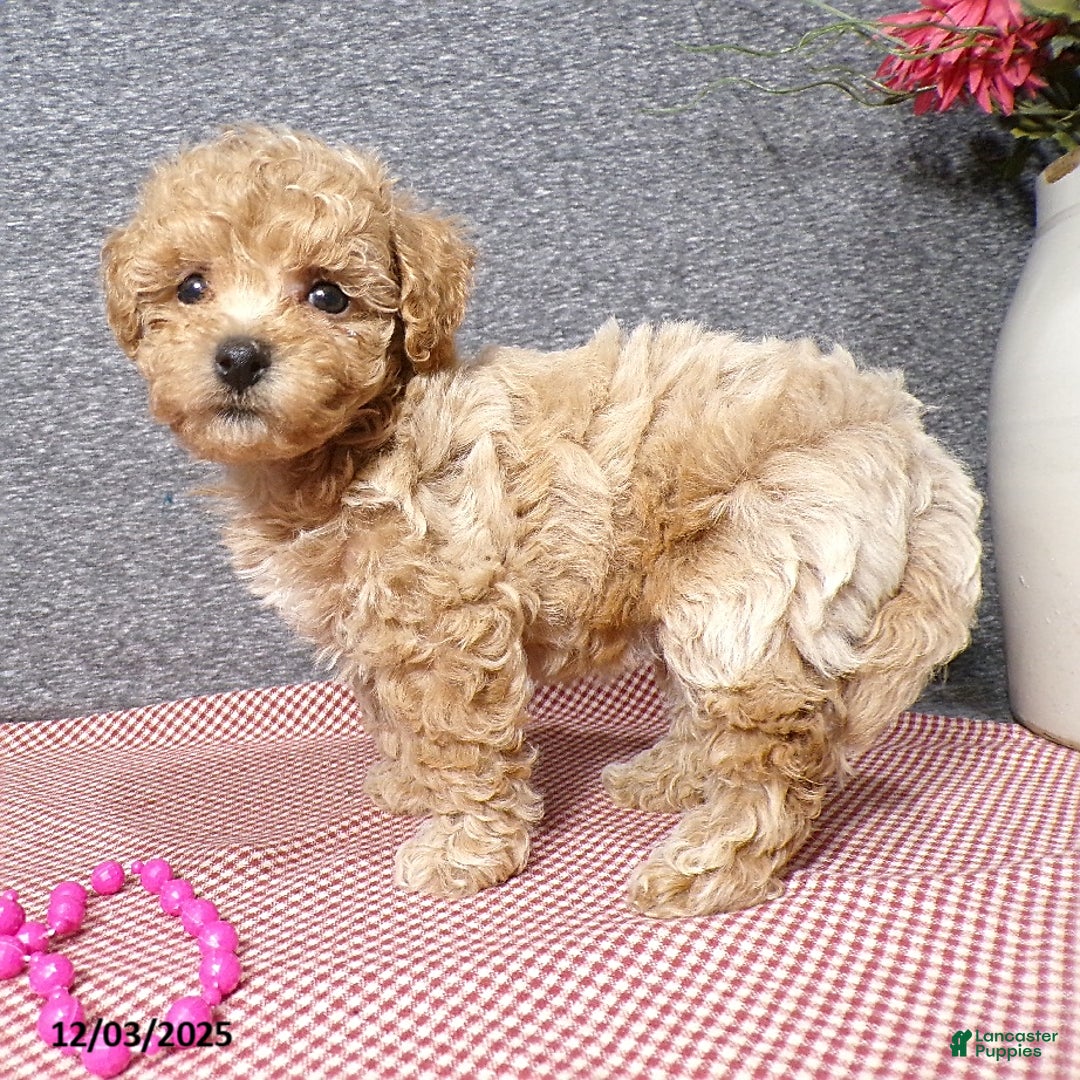 Bichpoo dogs for sale: Trista - Ad 5