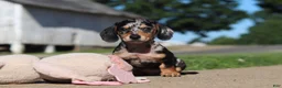 Miniature Dachshund dogs for sale: Barney - Ad 8