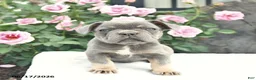 French Bulldog dogs for sale: Sailor  - Ad 3