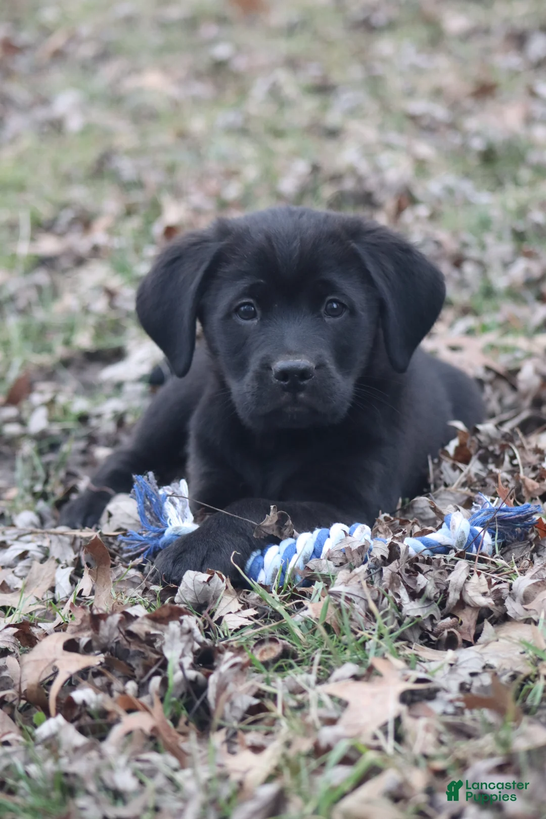 Mixed Breed dogs for sale: Marshall - Ad 2