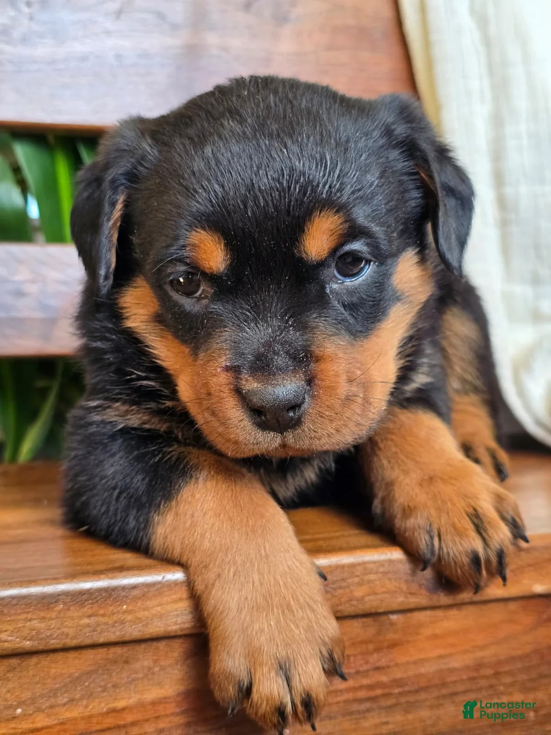Rottweiler dogs for sale: Winter - Ad 4