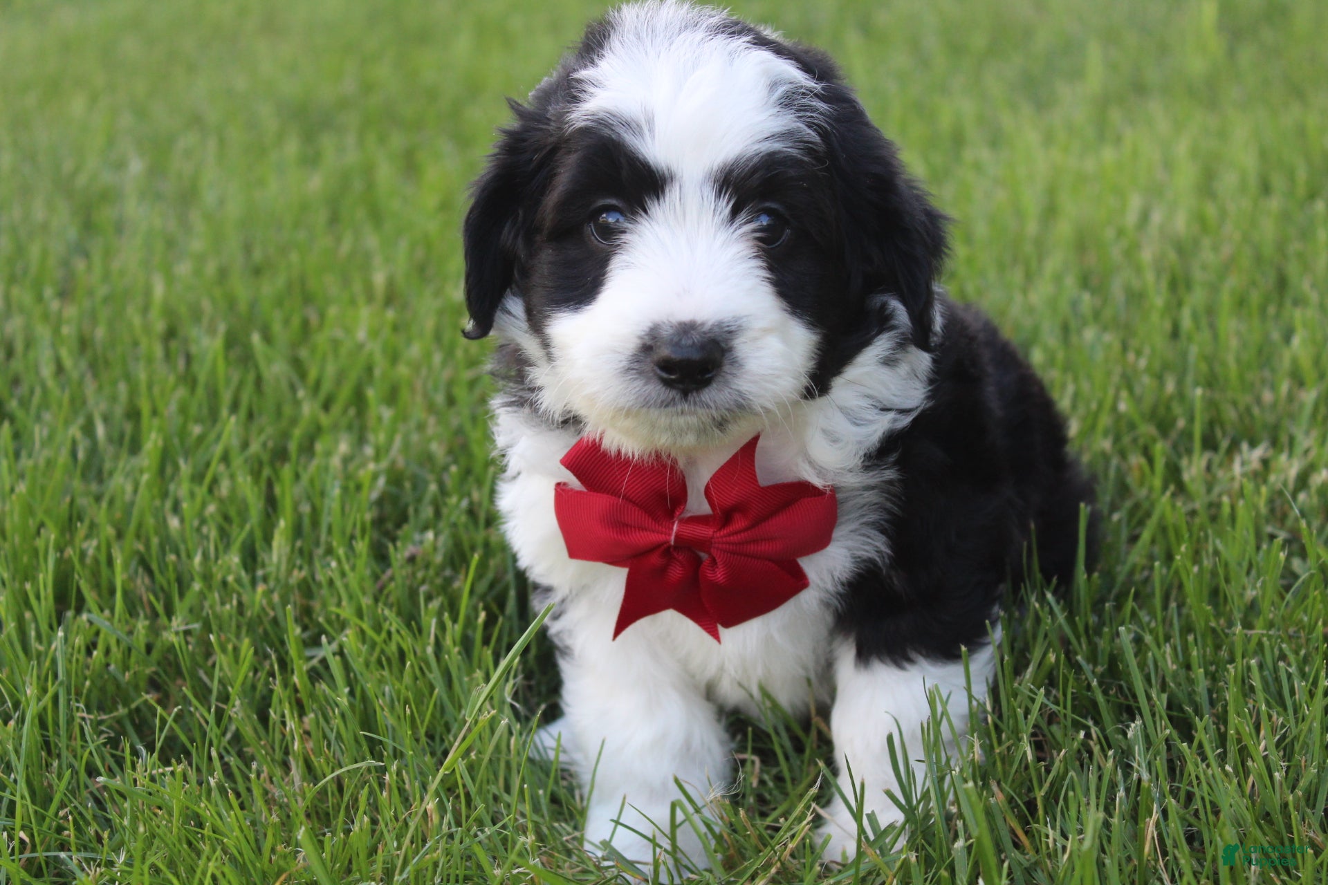 Mini Aussiedoodle dogs for sale: Jasper 💎 - Ad 4
