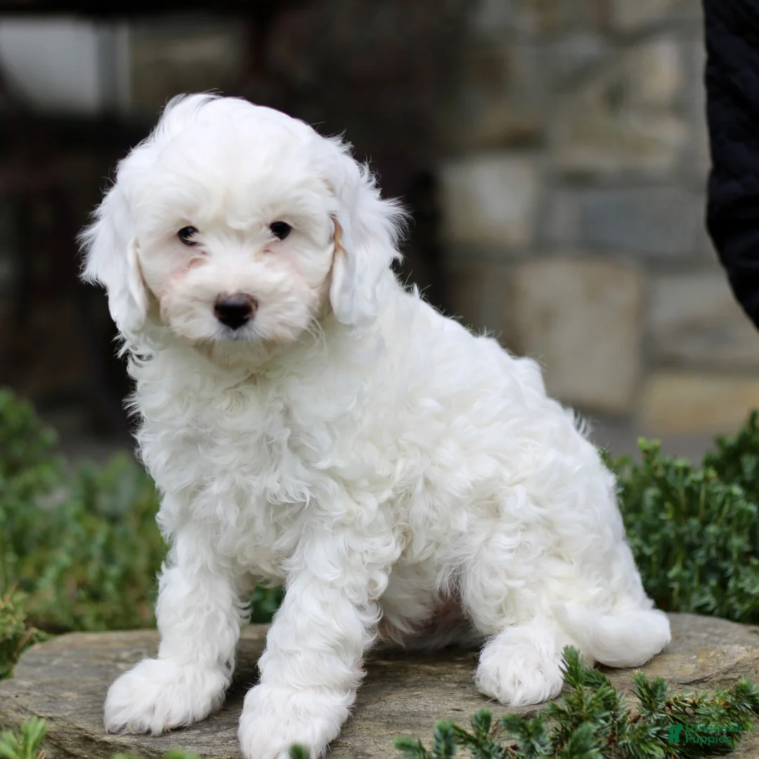 Cavapoo dogs for sale: Henry  - Ad 1