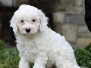Cavapoo dogs for sale: Henry - Ad 4