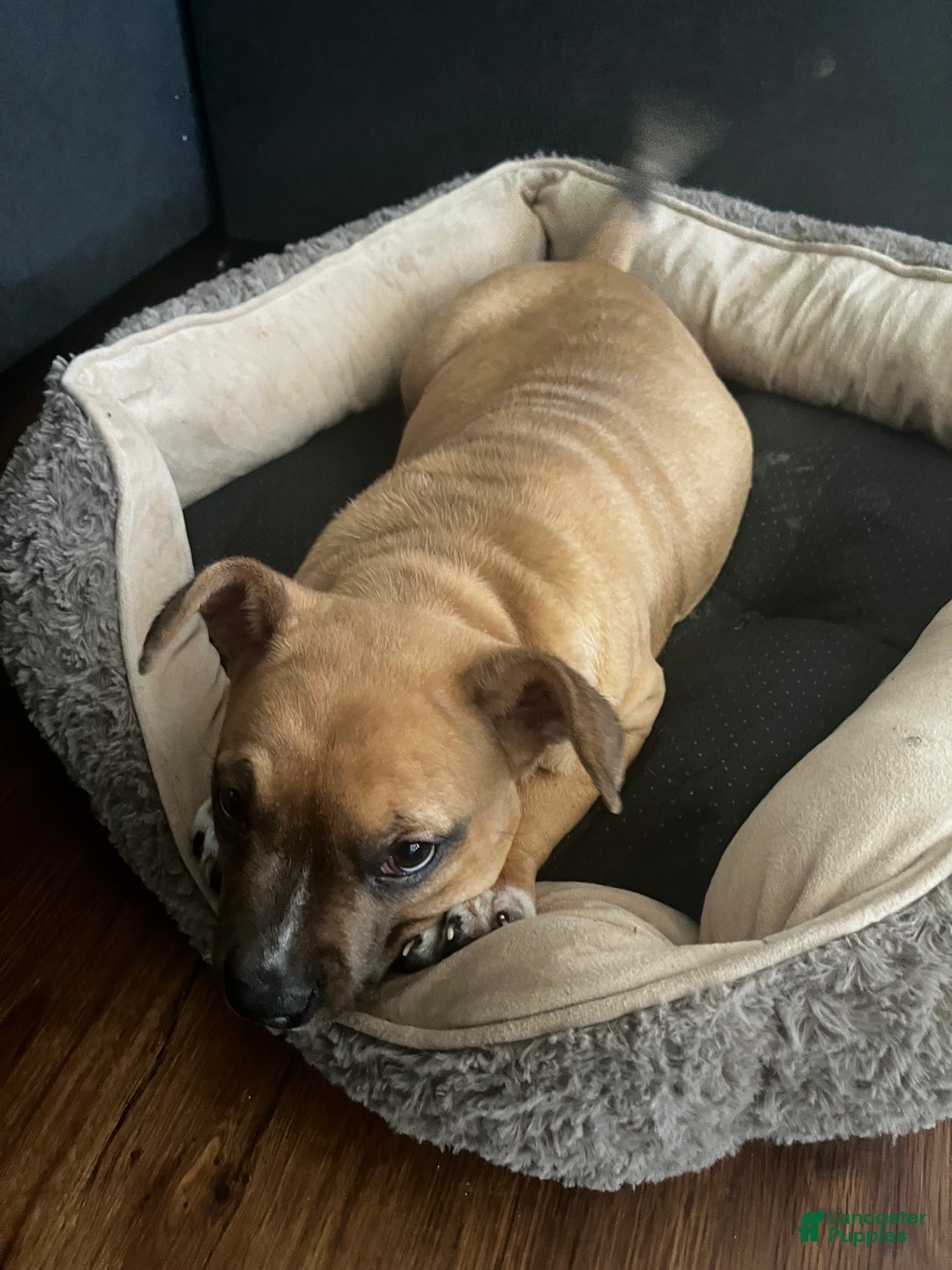 American Bully dogs for sale: Mocha - Ad 2