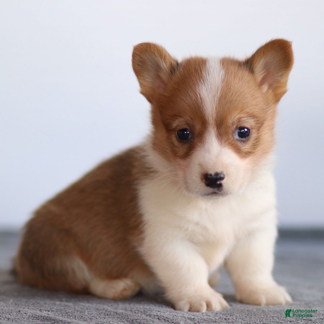 Welsh Corgi Pembroke dogs for sale: Karl Welsh Corgi Pembroke - Ad 3
