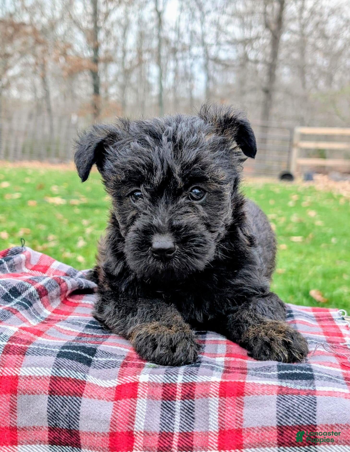 Mixed Breed dogs Diesel - Ad 2