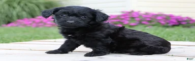 Onyx