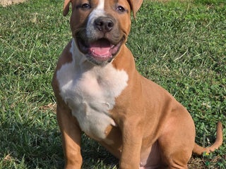 American Bully dogs - Ad 41