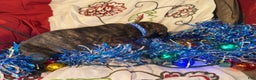 Great Dane dogs for sale: Mylar - Ad 10