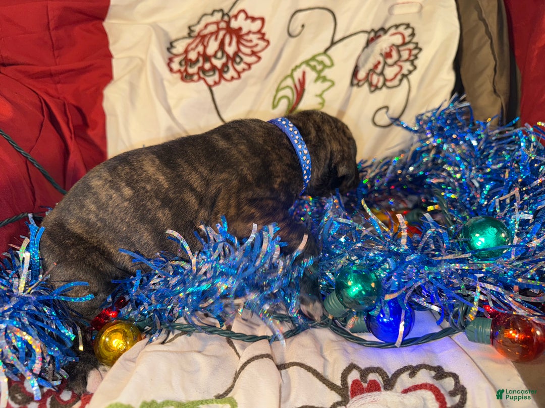 Great Dane dogs for sale: Mylar - Ad 10