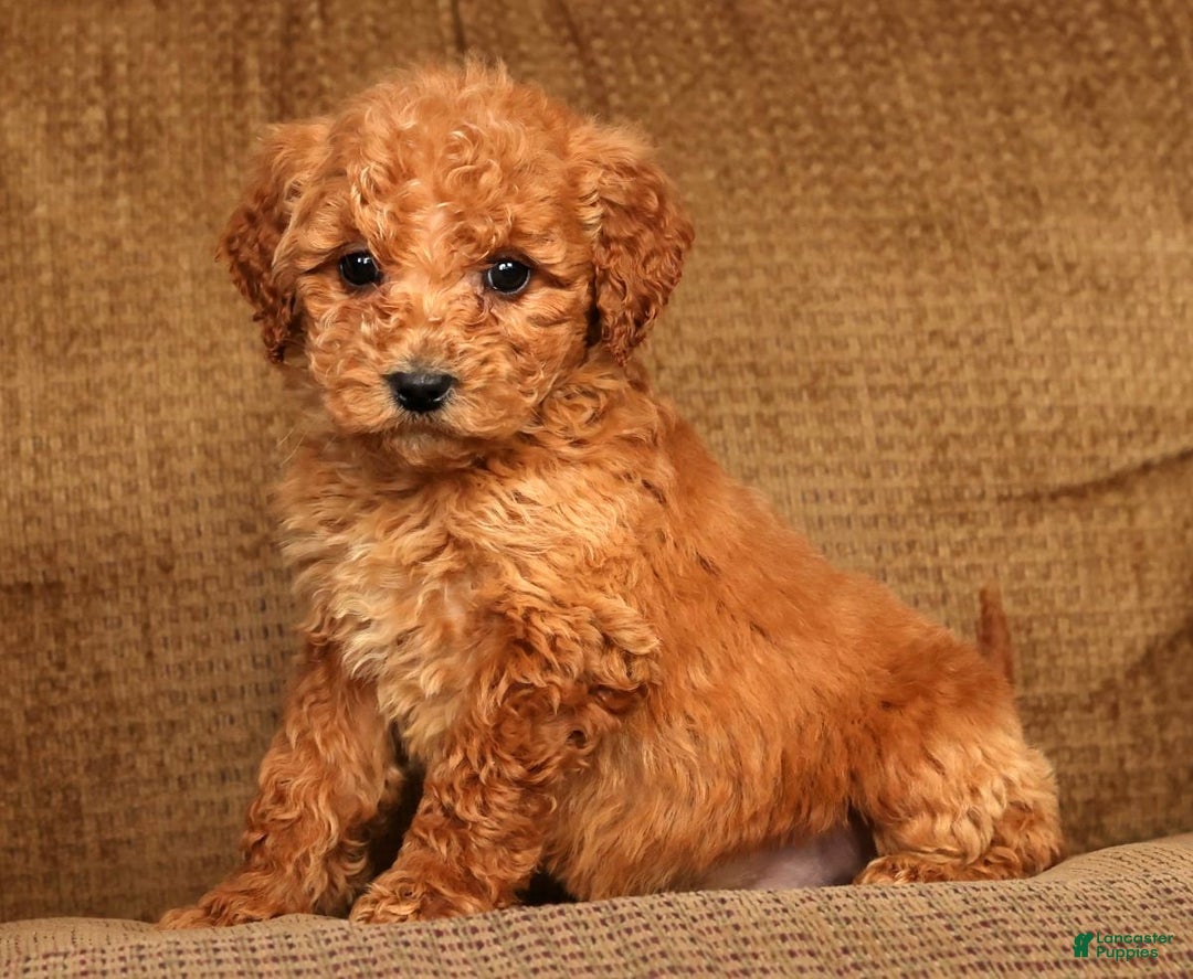 Mini Goldendoodle dogs for sale: Laina - Ad 8