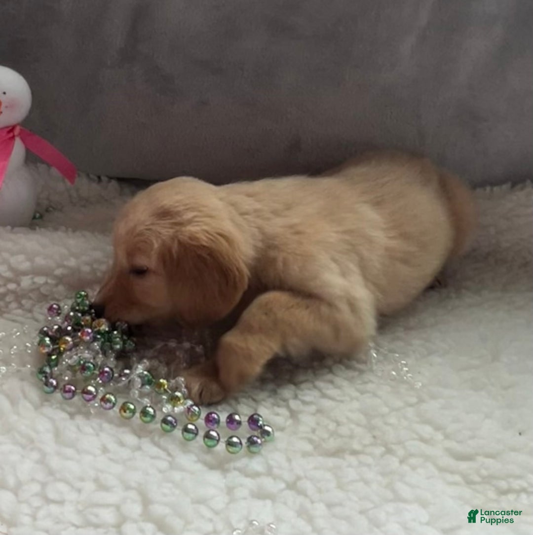 Golden Retriever dogs for sale: Kyla - Ad 4