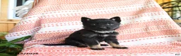 German Shepherd dogs for sale: Timothy - Ad 2