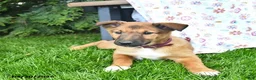 Mixed Breed dogs for sale: Eve  - Ad 4