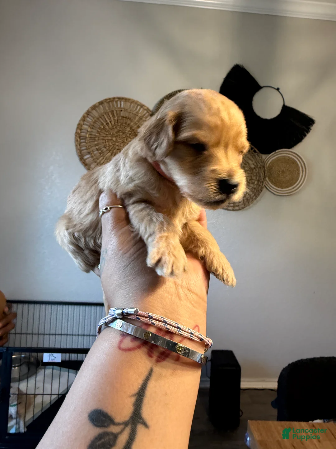 Mini Goldendoodle dogs for sale: Tiffany - Ad 2