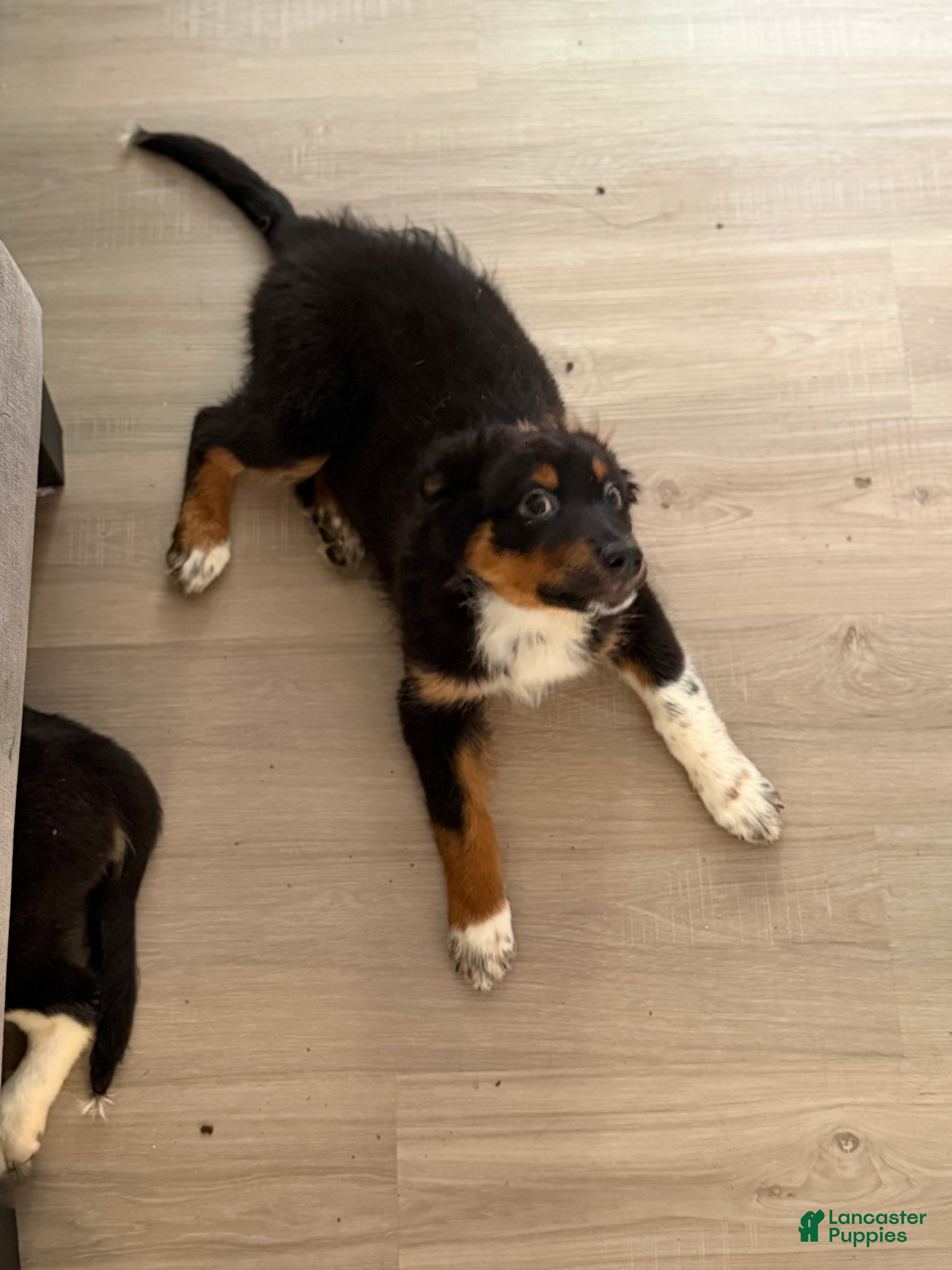 Australian Shepherd dogs Atlas  - Ad 33