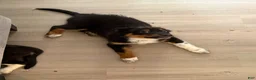 Australian Shepherd dogs for sale: Atlas  - Ad 1