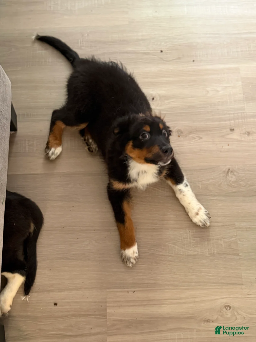 Australian Shepherd dogs for sale: Atlas  - Ad 1