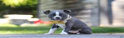 Boston Terrier dogs for sale: Russell - Ad 6