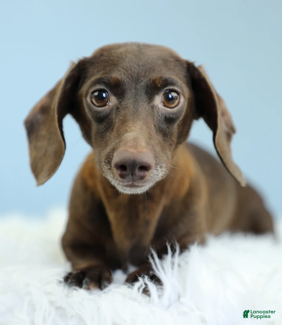 Dachshund dogs for sale: Estelle ✨ - Ad 9