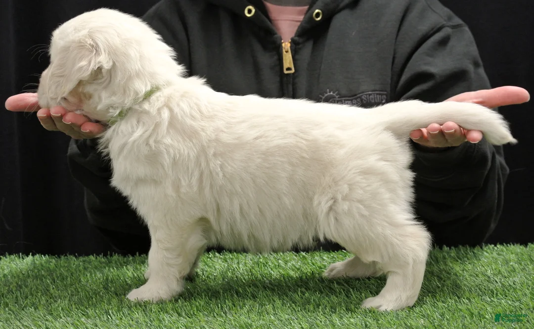 Golden Retriever dogs for sale: Cooper - Ad 2