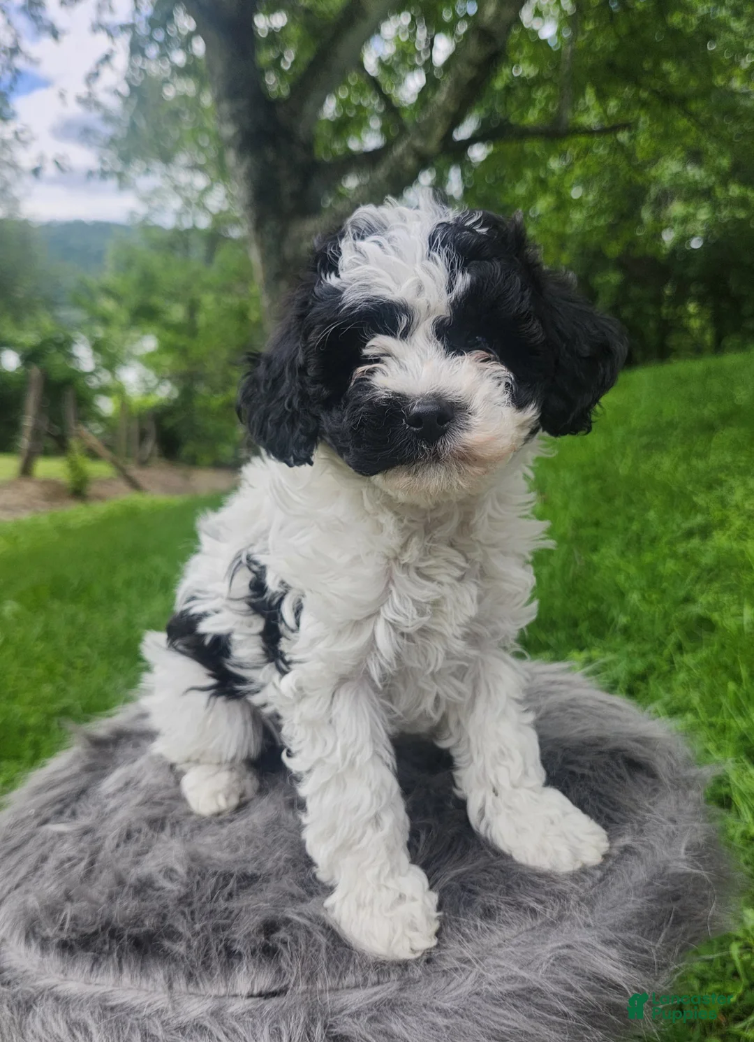 Cavapoo dogs for sale: Rosie - Ad 4