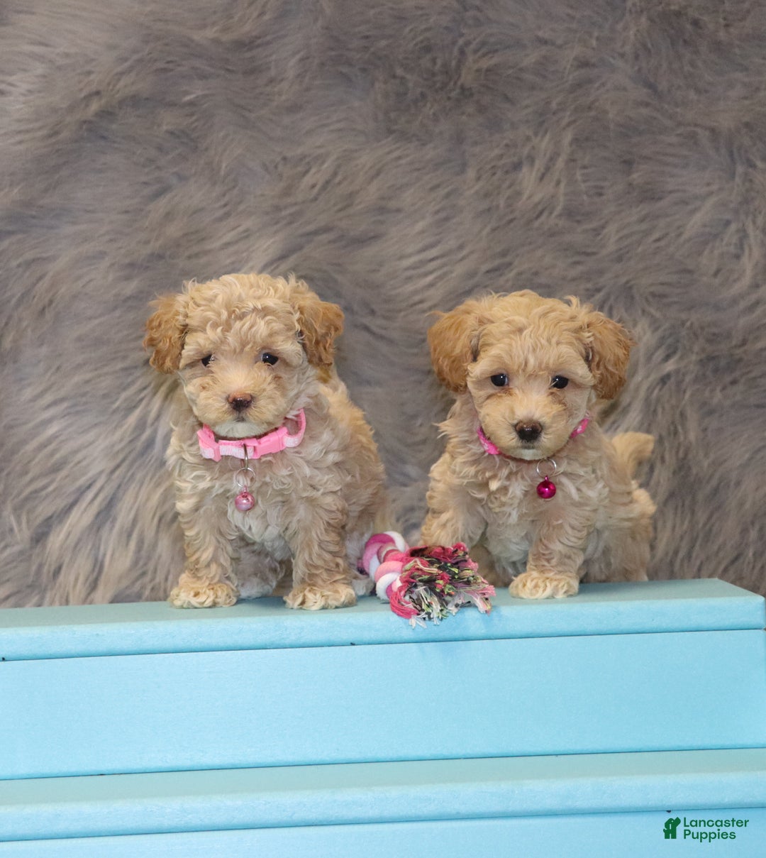 Havapoo dogs for sale: Annabelle Toy/M.👨‍👨‍👦‍👦💞🐕 - Ad 11