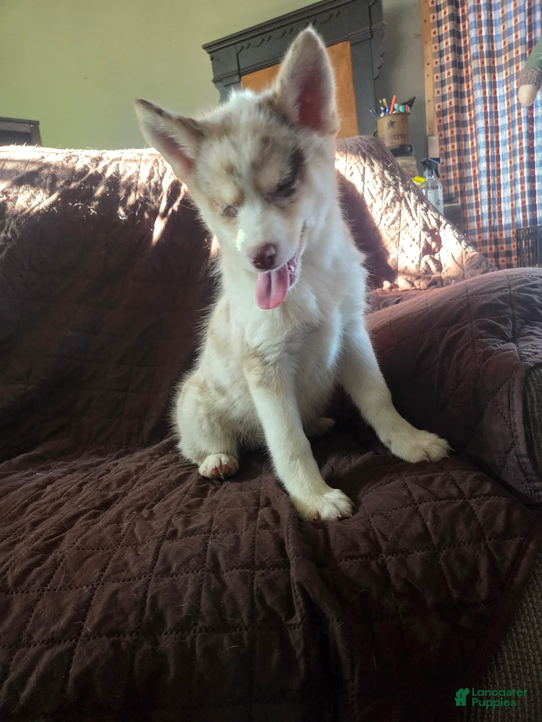 Pomsky dogs for sale: Jessica - Ad 2