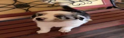 Border Collie dogs for sale: Specks - Ad 6