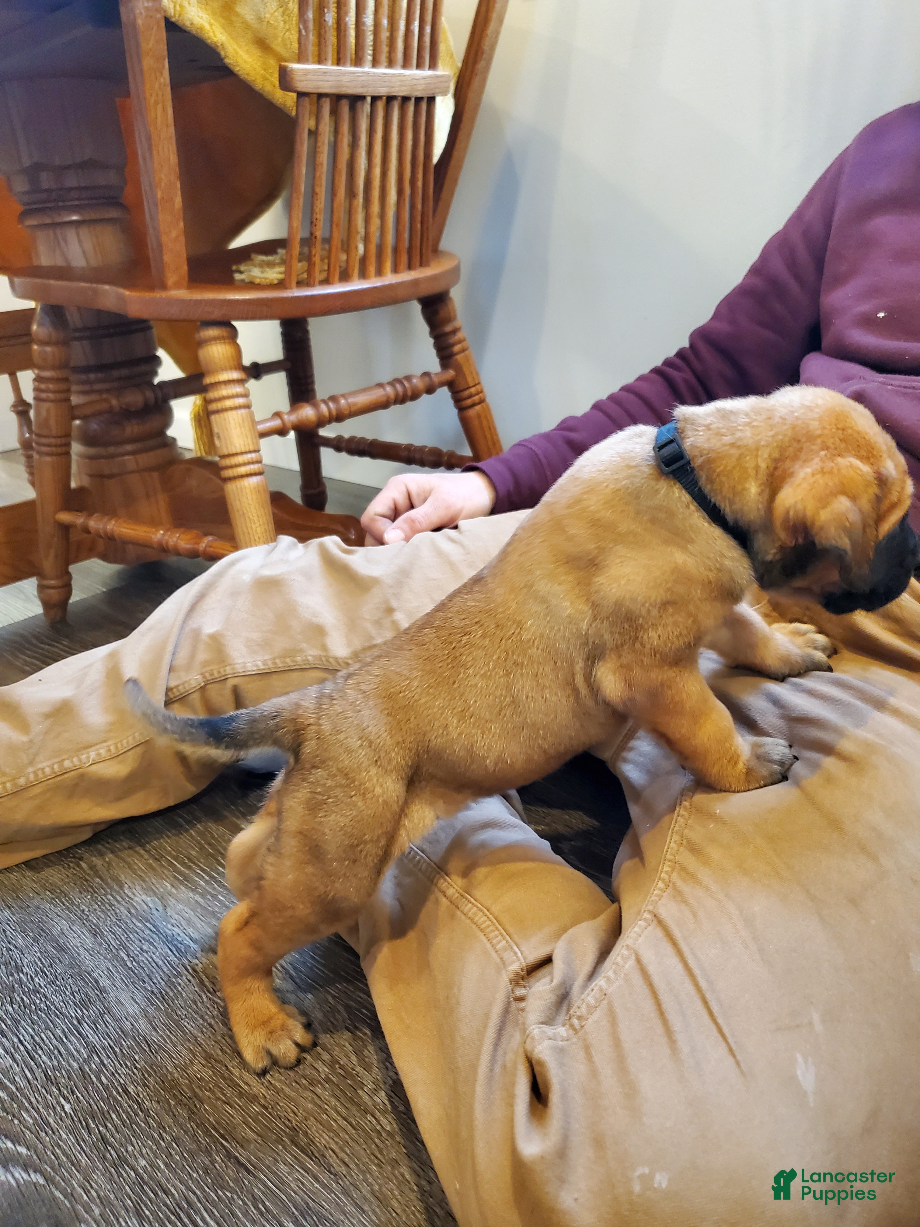 English Mastiff dogs Sawyer - Ad 1