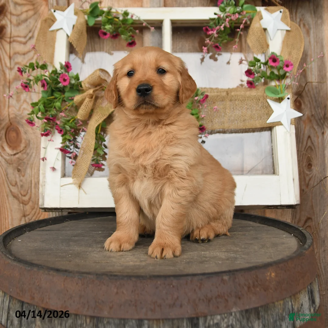 Golden Retriever dogs for sale: Lane - Ad 1